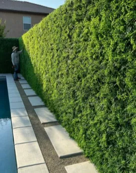 Artificial Hedge Abu Dhabi artificial grass hedge
