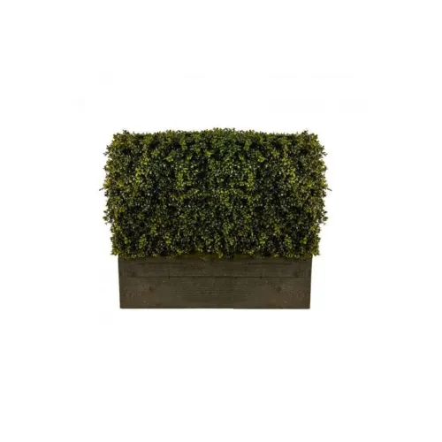 English Boxwood Hedge English Boxwood Hedge