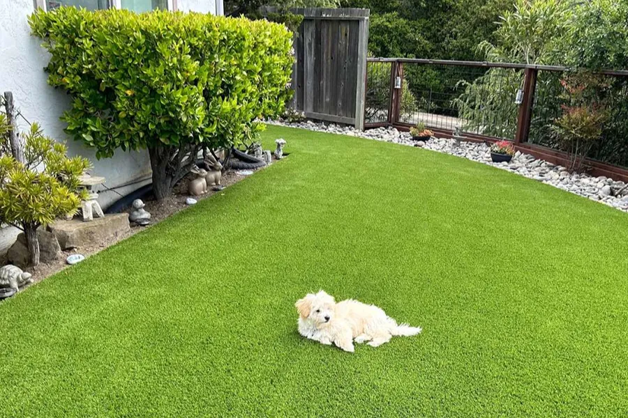 Pet-Friendly Artificial Grass Areas